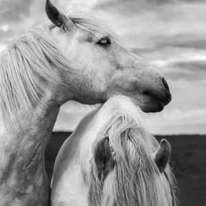 Scottish Horses Beautiful white horses on the island of Islay, Hebrides, Scotland.